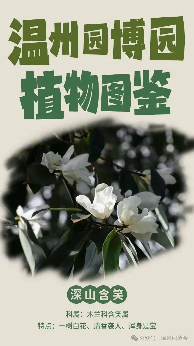 温州园博园植物图鉴丨幽谷中的“白衣仙子”