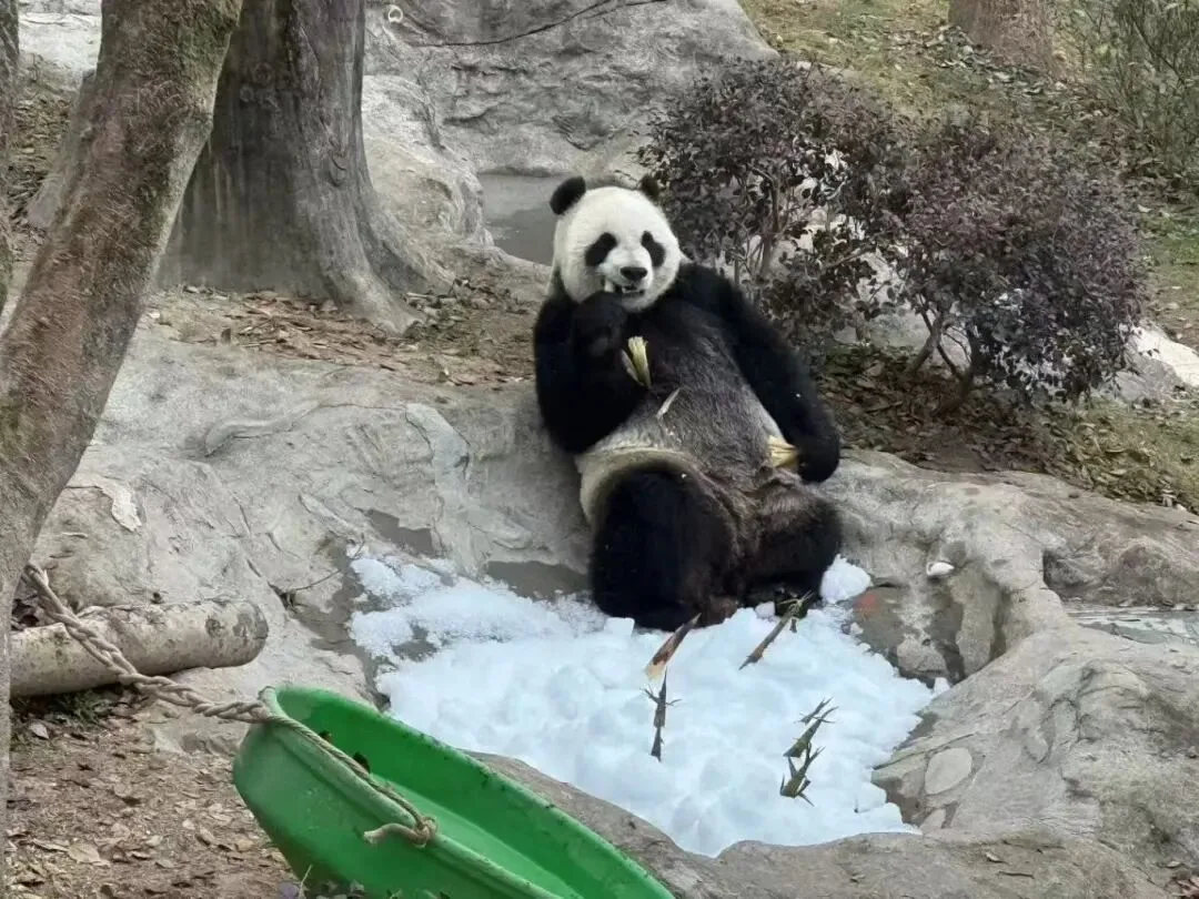 “园博寻趣·大熊猫同行” 这个周末邀您来动物园过节