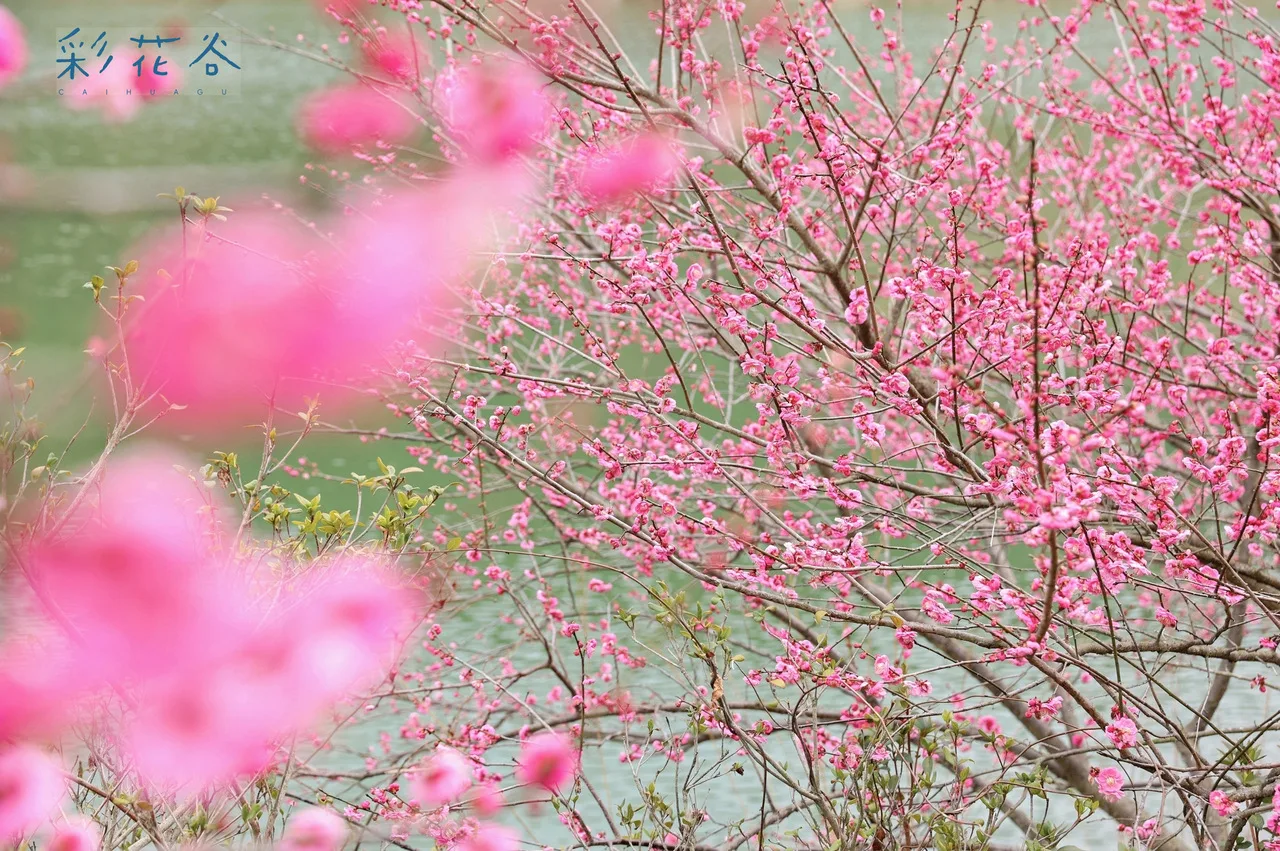 楠溪江邀你解锁高山温泉的年味度假新体验
