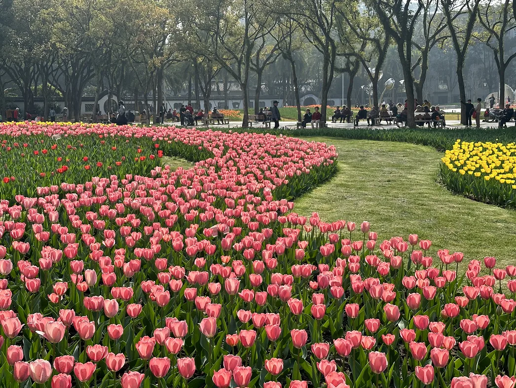 等你在花海中迎春！市区马鞍池公园的郁金香开啦！