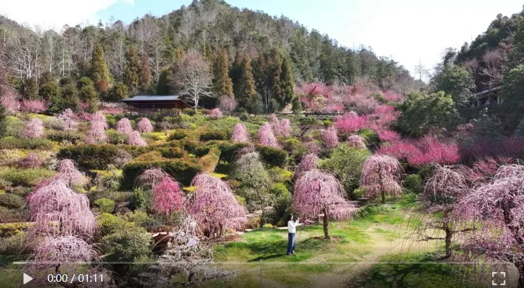 温州永嘉：来彩花谷赏龙梅、泡温泉