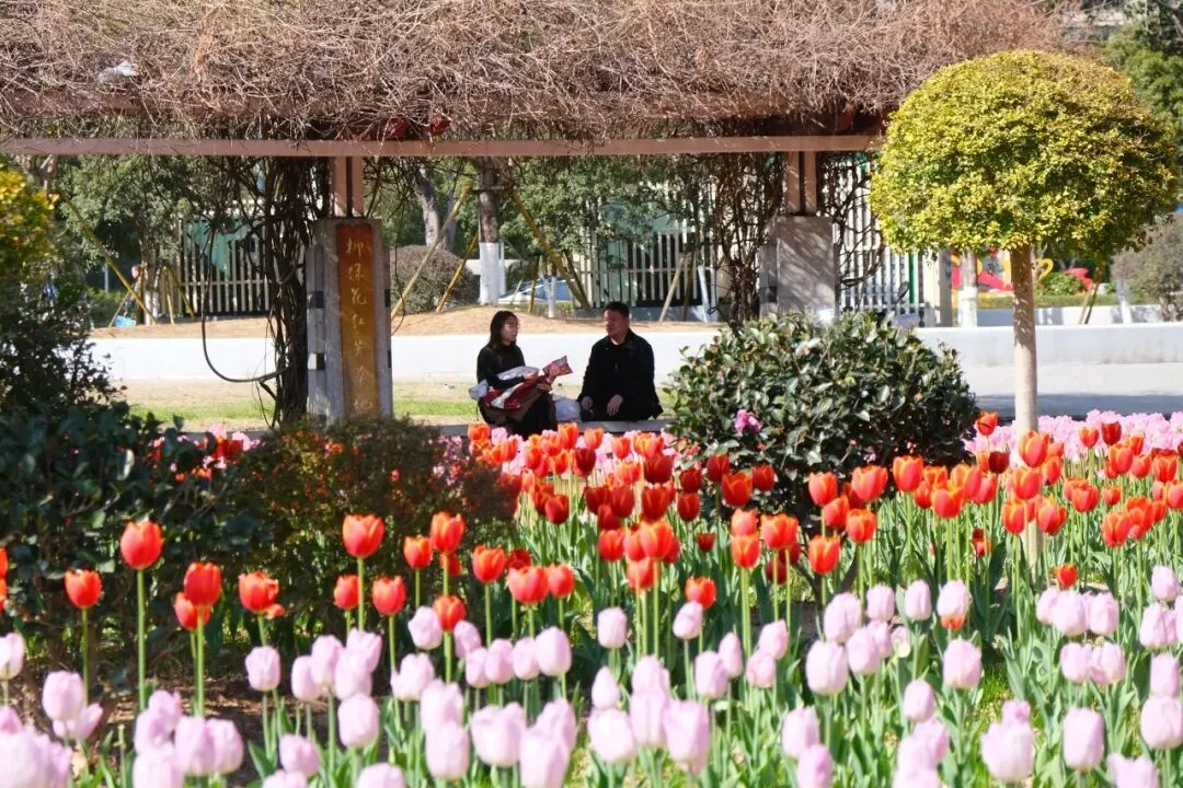 1.4万株郁金香美成油画！春节打卡走起