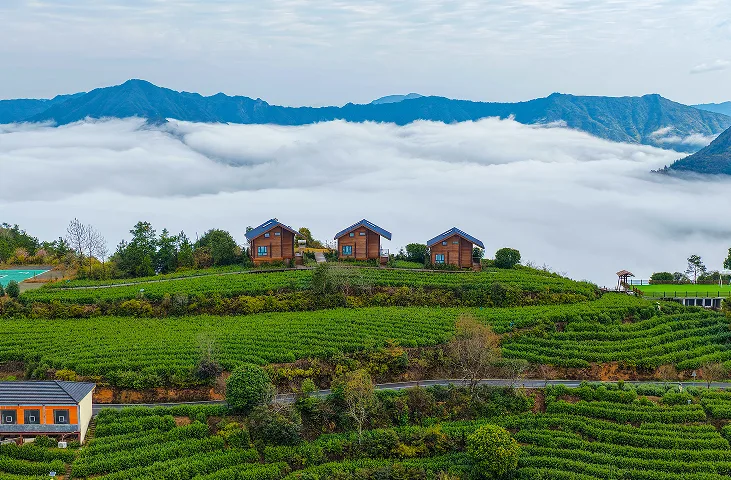 温州文成：头茬春茶抢“鲜”开采 志愿者服务助农争“鲜”