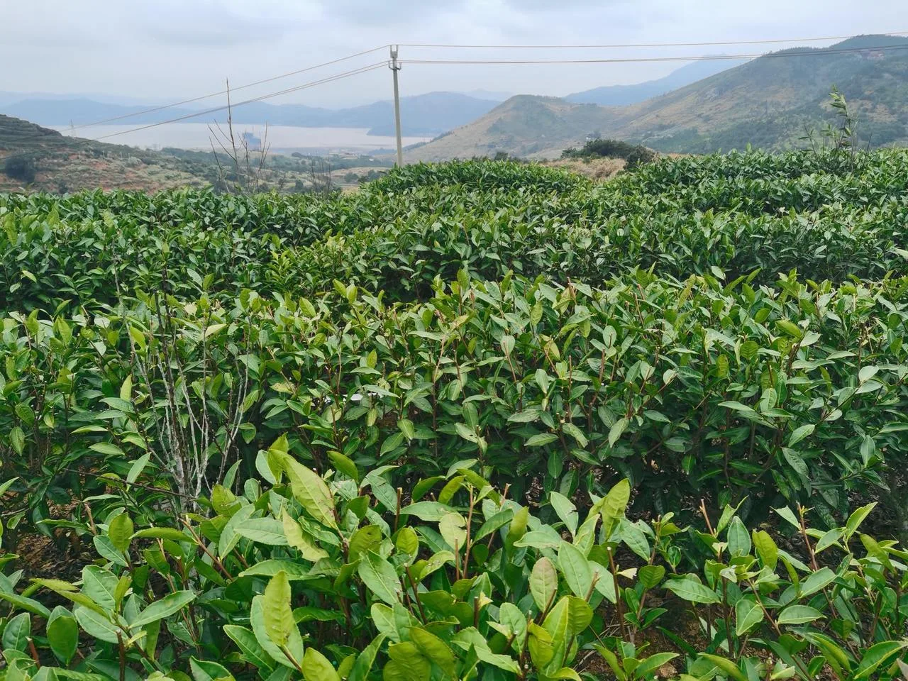 全球吹来抹茶风，温州早茶能否跑进新赛道？