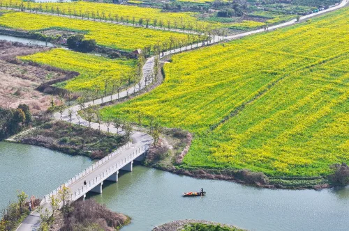 春日至，花信来！温州三垟湿地迎来最美“黄金季节”
