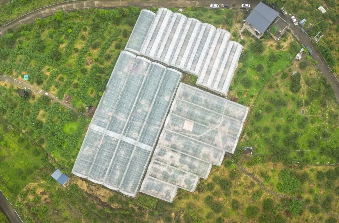 温州杨梅红了！比往年提早了15天