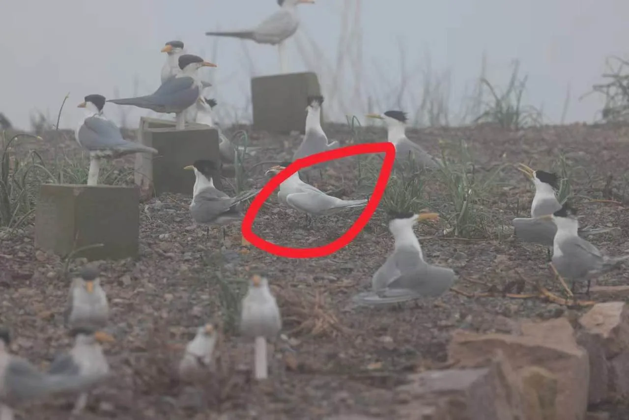 那只被叫做全村希望的神话之鸟，今年又回南麂了