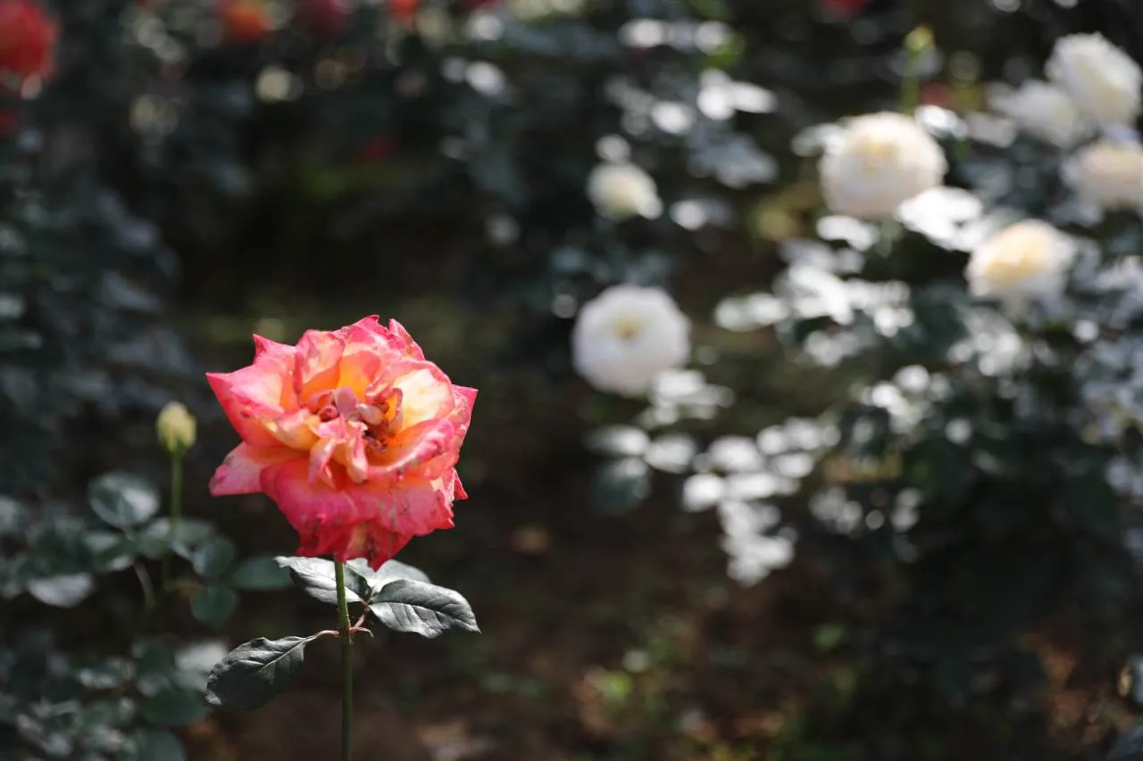 Color Walk撞色花海，鹿城杨府山月季节浪漫启幕