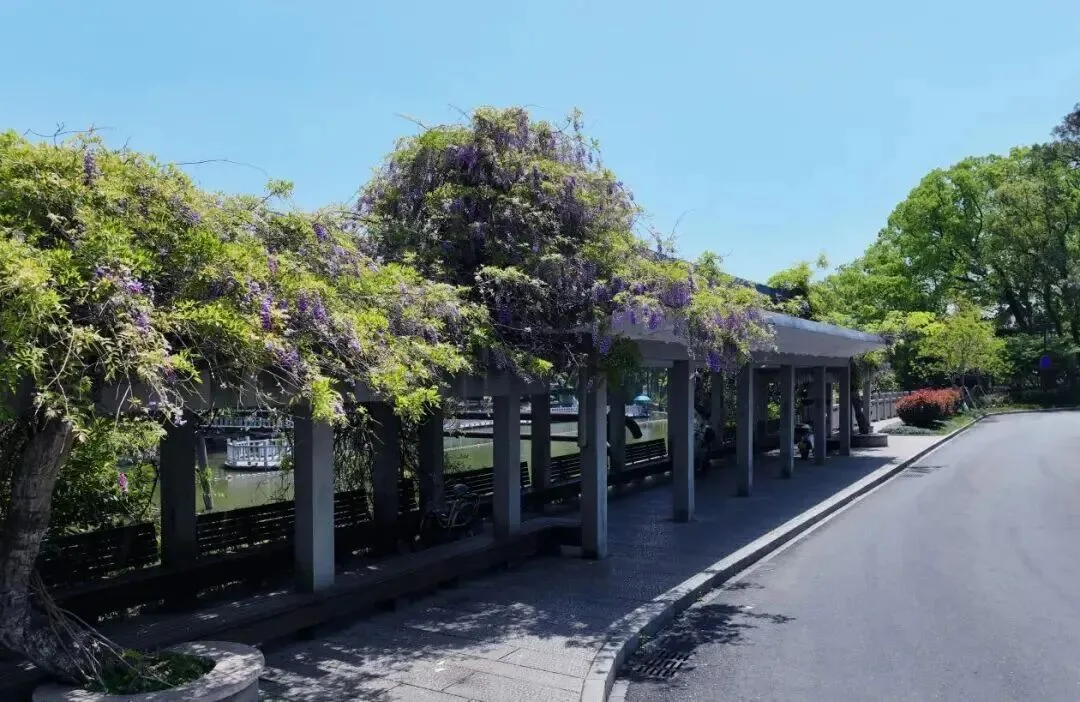 能出片的花海，温州有那么多！