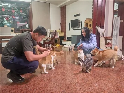 温州乐清3名青年让数百只流浪猫重获新生