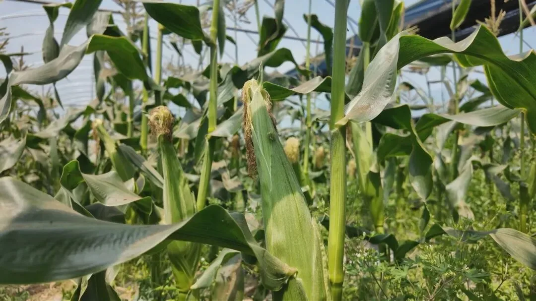 甜脆多汁，1根10元！苍南鲜食玉米抢“鲜”上市