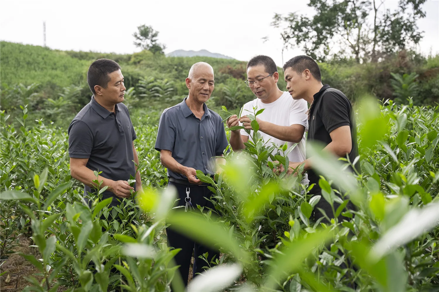 科技特派员康华靖：七年深耕，茶乡“一片叶”撑起“共富梦”