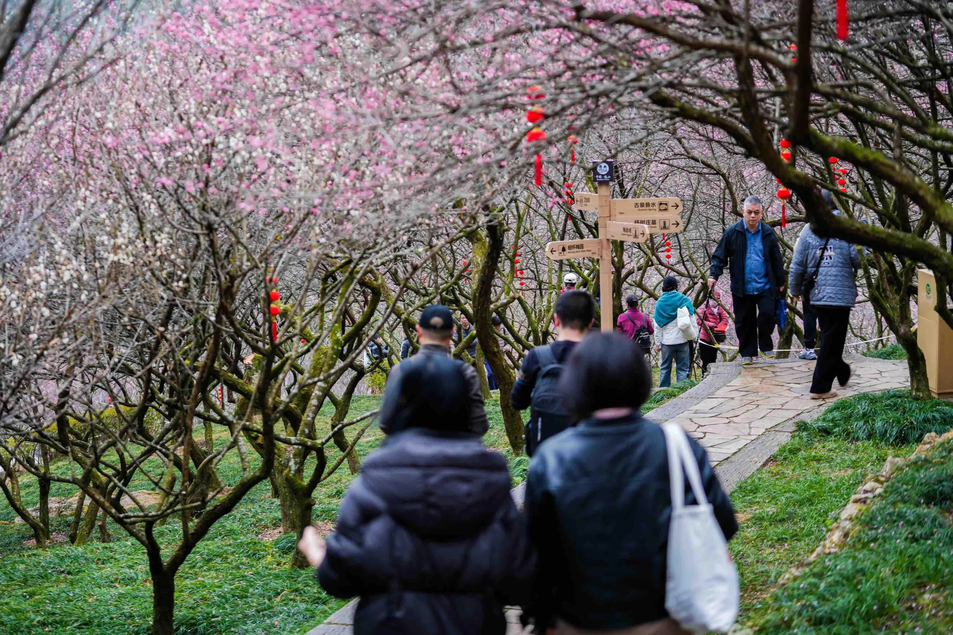 新春走基层：福满鼓山 寻梅迎春