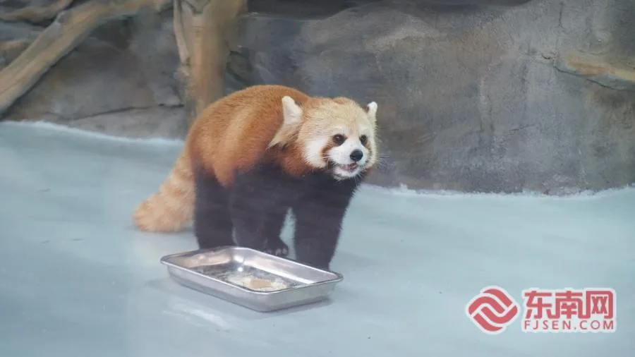 新春走基层｜抢不到票？我直接去熊猫世界当志愿者！