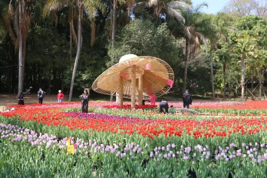 福州植物园推出新春花展 惠民停车免费开放