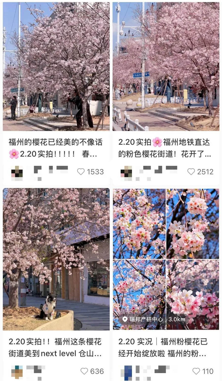 福州金岩路樱花盛放，成市民节后“心理充电”宝地