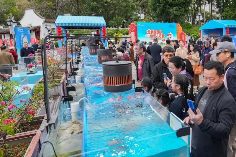 “五福”金鱼亮相 快到福州西湖看精品金鱼展