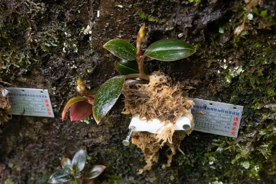 5年，16种，15.8万株 它们在福建野化“回家”