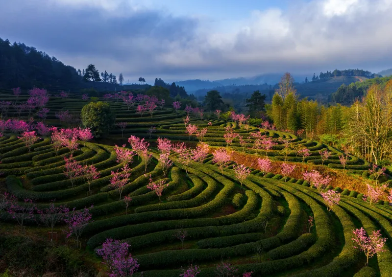 茶山种好|在星村镇，算明“生态账” 端稳“致富碗”