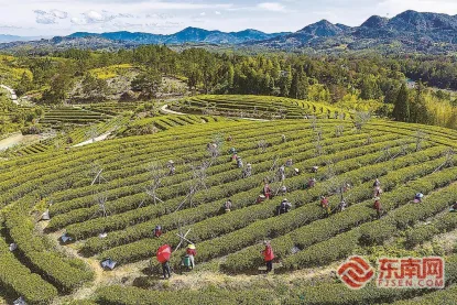 别再被忽悠了！这才是春茶的正确“打开”方式
