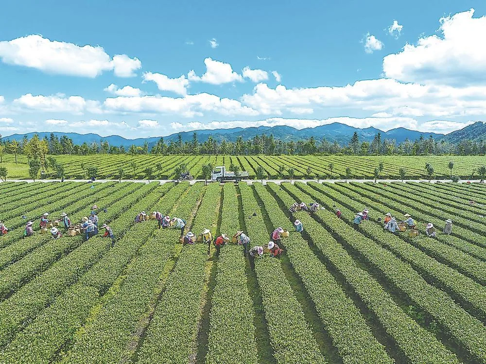 安溪茶产业生产经营转型：茶庄园，不止于茶园 经济