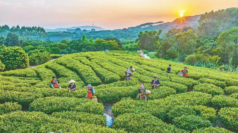 诏安：多元业态铺就振兴路 社会