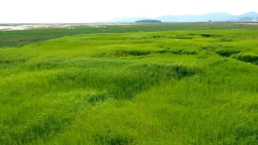 从“绿色沙漠”到鸥鹭齐飞：福建如何打赢这场除“绿”硬仗