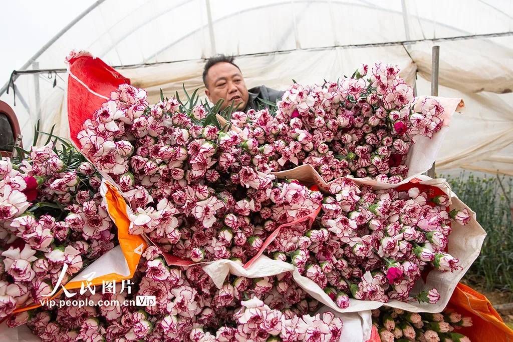 云南曲靖：采收鲜花供市场
