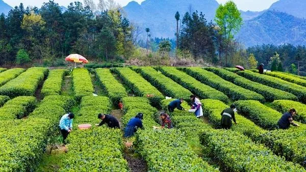 村民争当“转转工” “转”出山村新活力——一线调研湖北山村基层治理实践