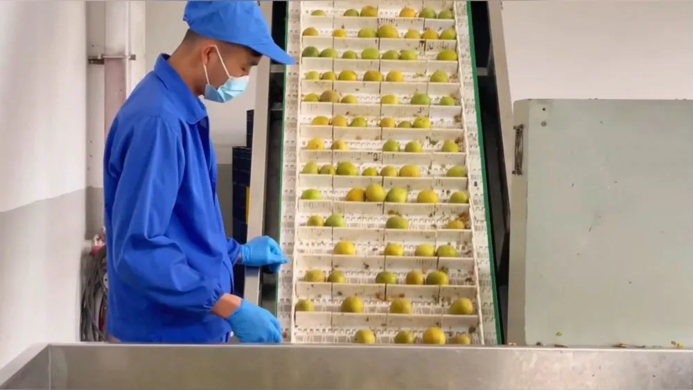 新华视点｜西部特色产业：串起经济“珍珠链”，点亮振兴“满天星”