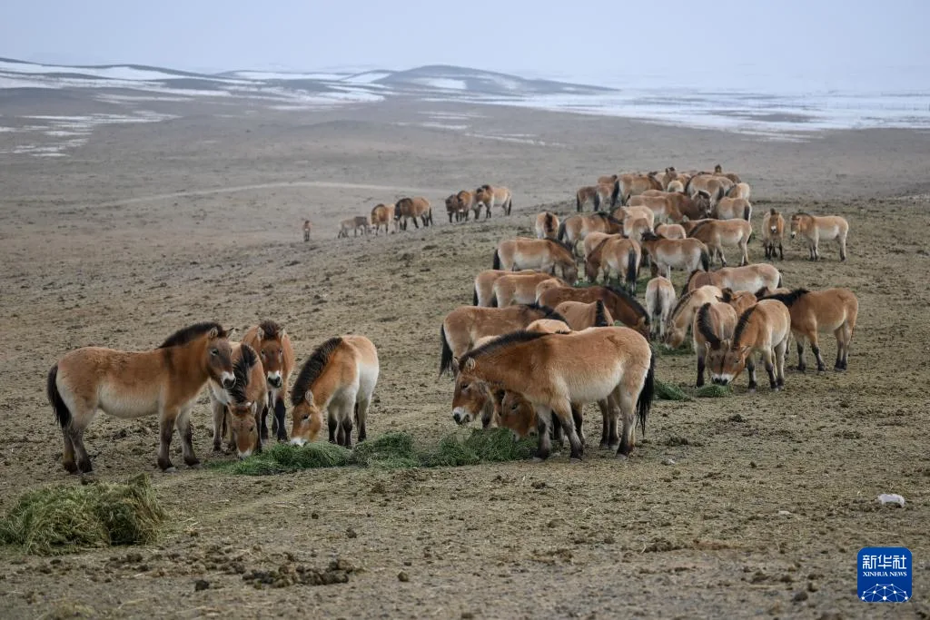 新春走基层丨探访旷野守马人