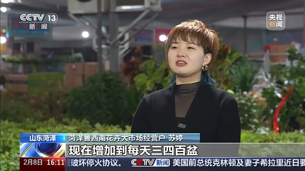 精准控温 花期“编程” 菏泽60万盆反季节牡丹逆势绽放