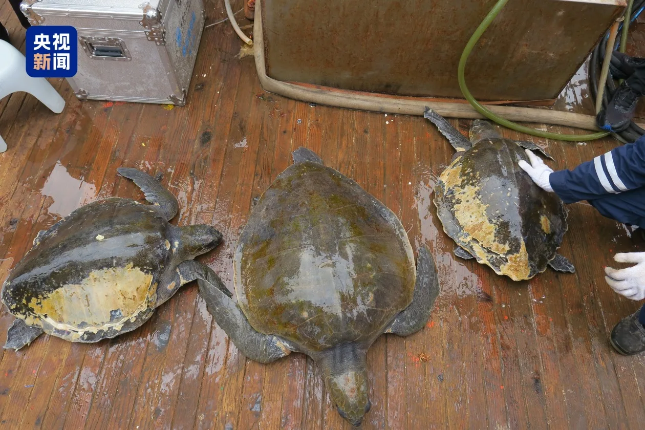 处理伤口后放归大海 我国大洋科考队在印度洋救助受困海龟