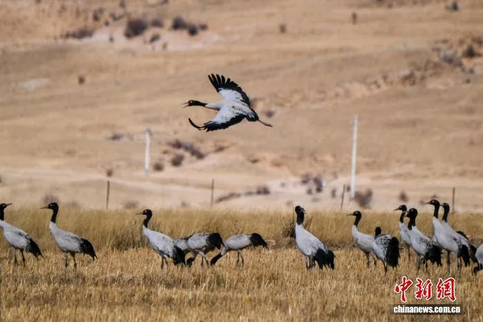 【新春见闻】西藏林周农民守护“吉祥鸟”黑颈鹤越冬记