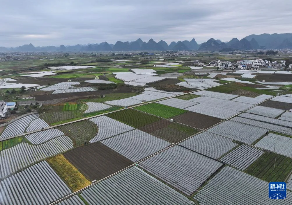 新春走基层丨节前果蔬生产忙