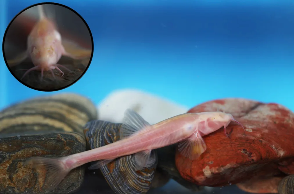 贵州乌江上游发现洞穴鱼类新物种“纳雍盲高原鳅”