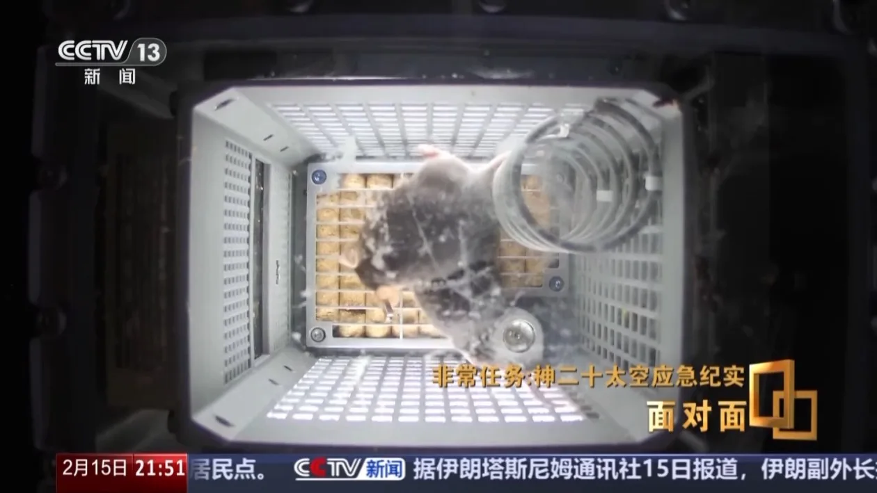 首次上太空的“鼠鼠乘组”在空间站的加班餐食是豆浆