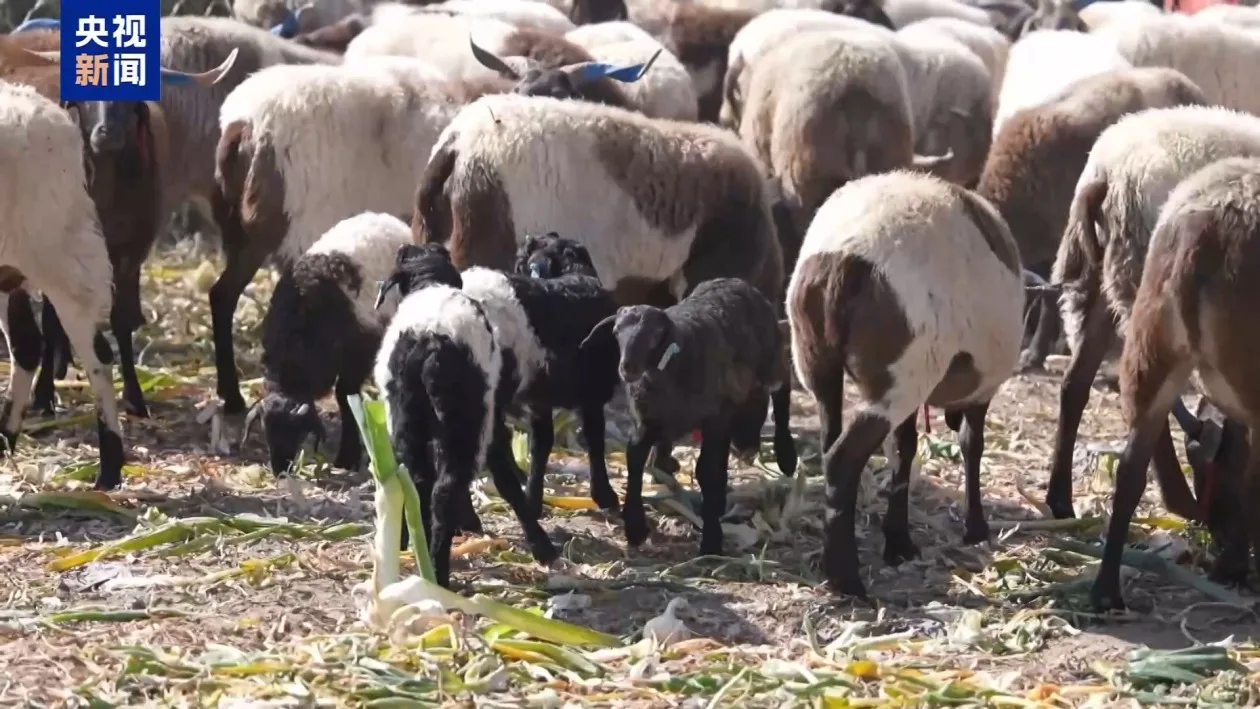 新春走基层丨下山借牧还交上了朋友 这趟“冬牧”值了