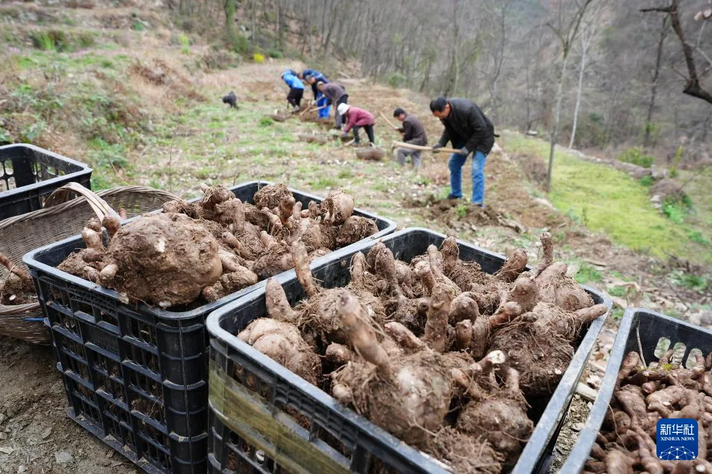 陕西旬阳：春意盎然农事忙