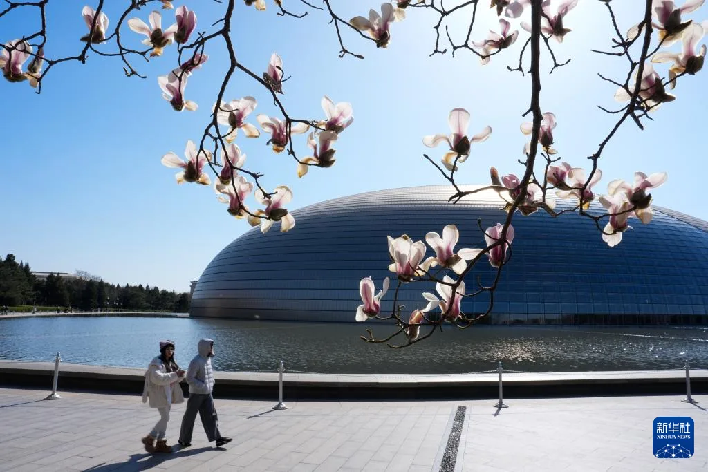 春风拂京 玉兰花开