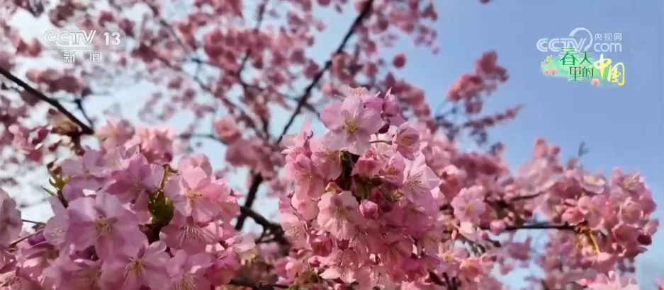 各地多彩春花“上线”激发文旅活力 “美丽经济”催热春日消费