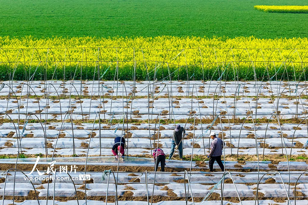 安徽芜湖：春日农事忙