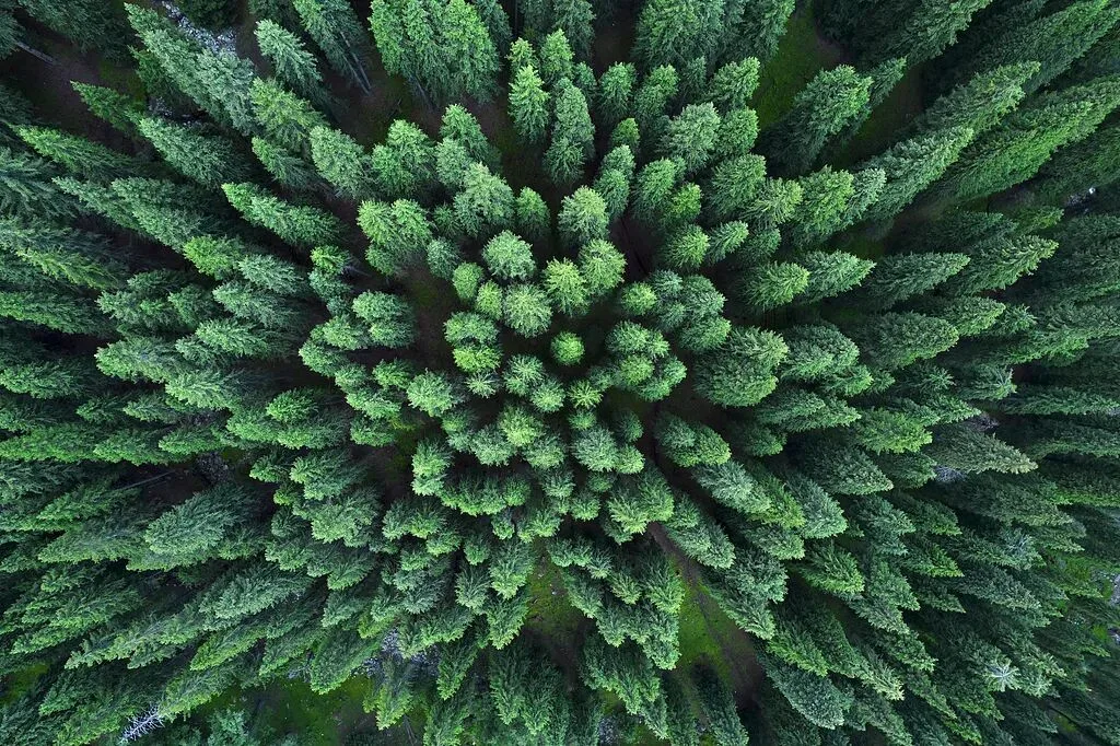 中国人种树到底有多厉害？