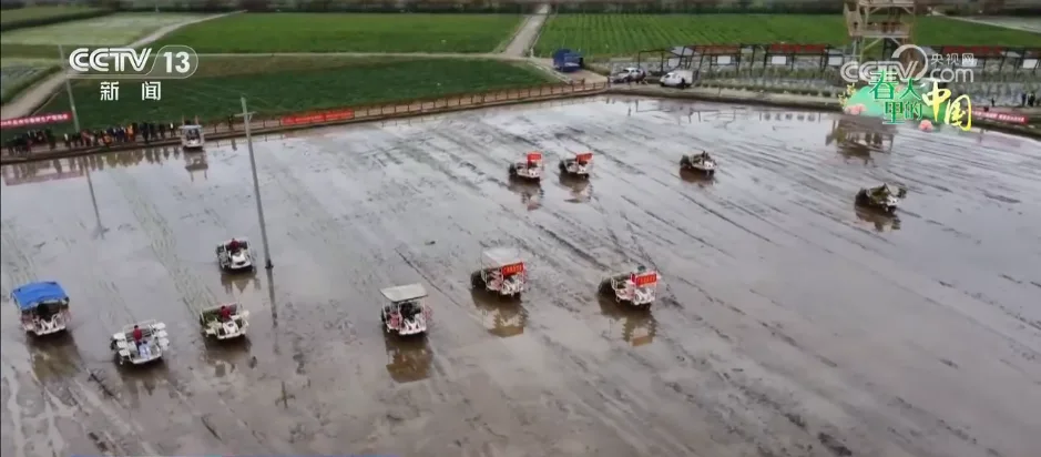 稻油轮作让“冬闲田”变“增收田” 金色花海扮靓乡村振兴“致富路”