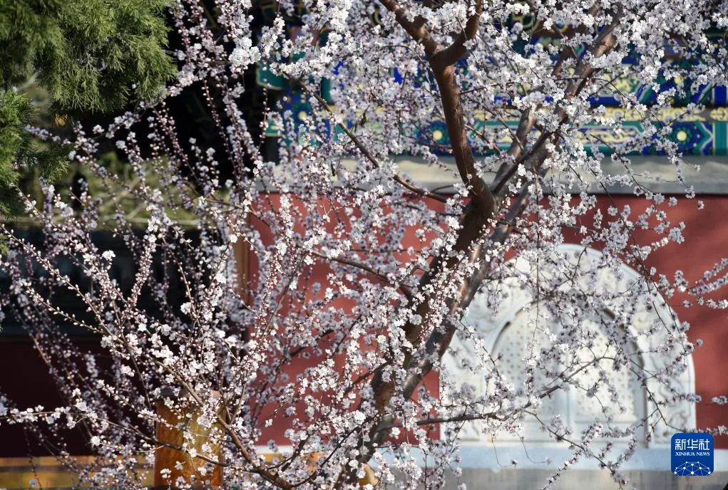 又见京城花满枝