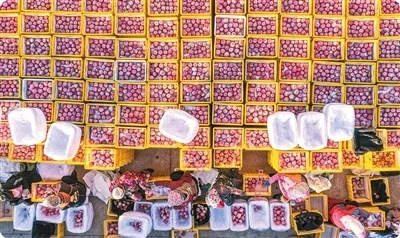 中国苹果为什么又多又好吃（外国网友“趣”问中国）