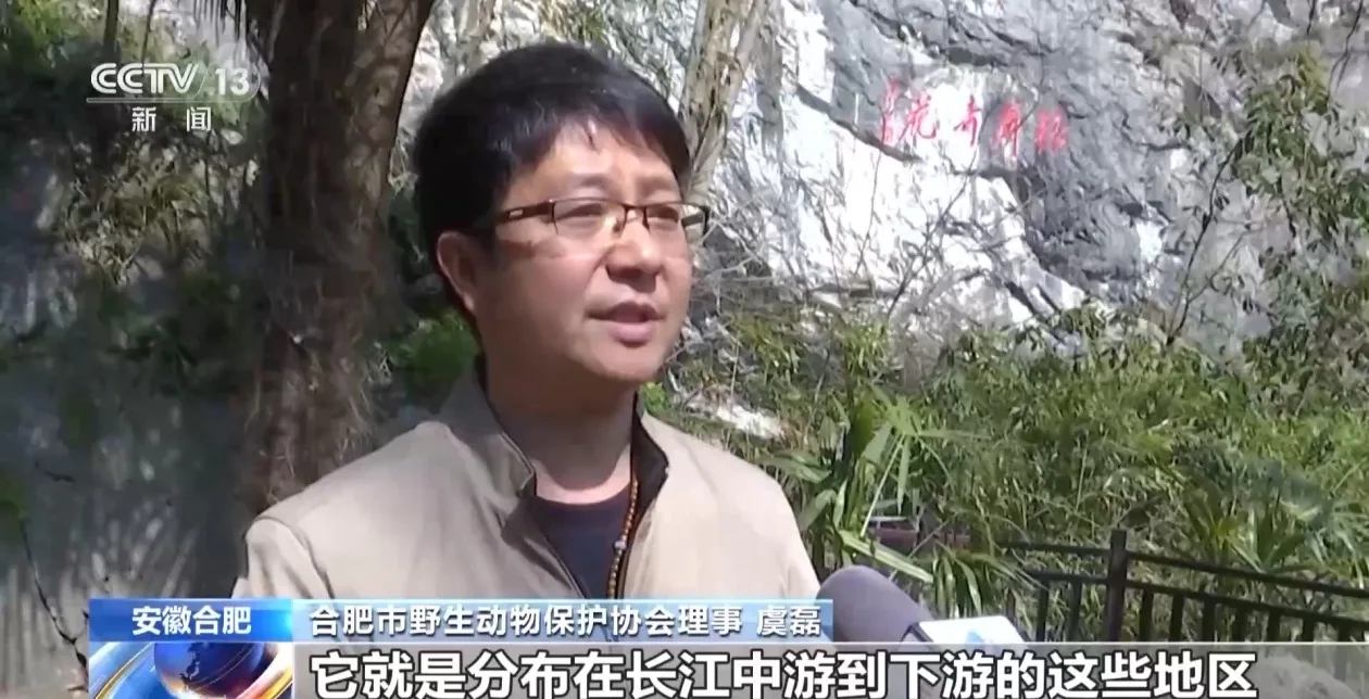 中华虎凤蝶再次现身安徽合肥 系我国独有野生蝶类