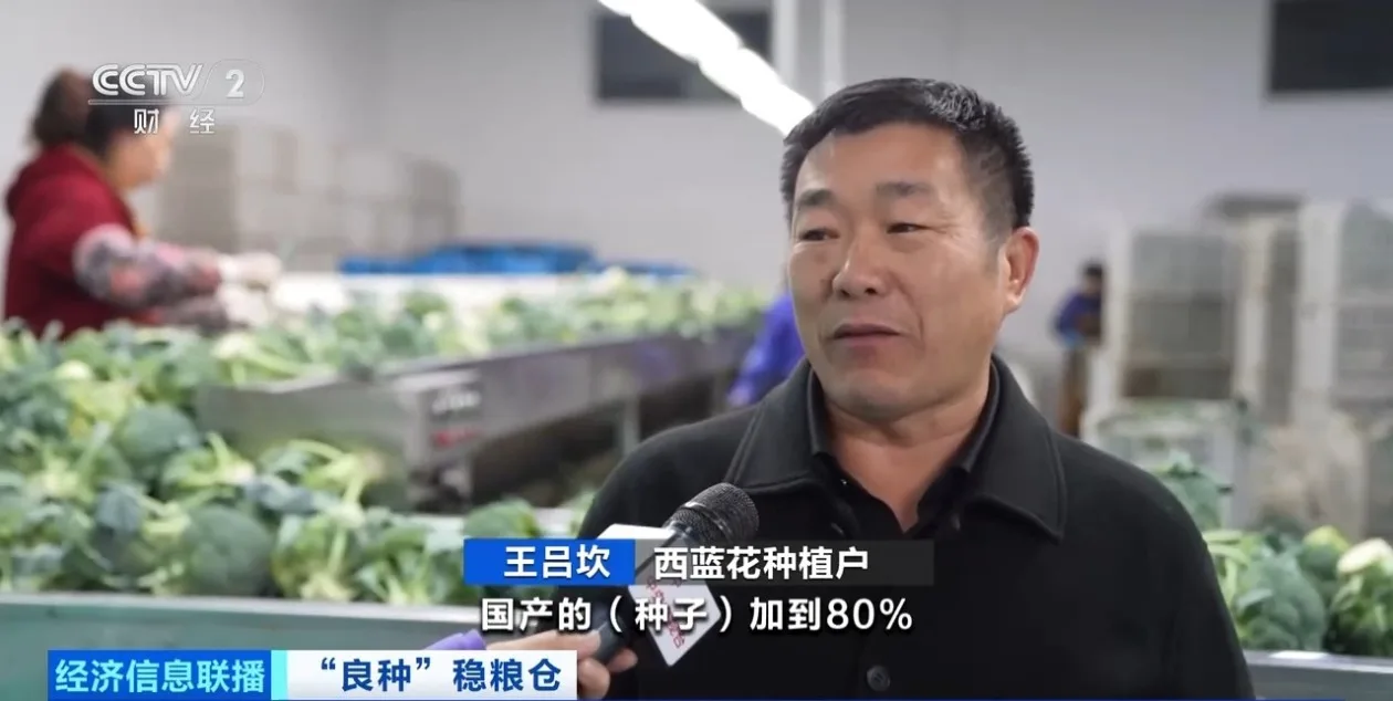 从依赖进口到实现国产替代 “中国种”筑牢“菜篮子”安全根基