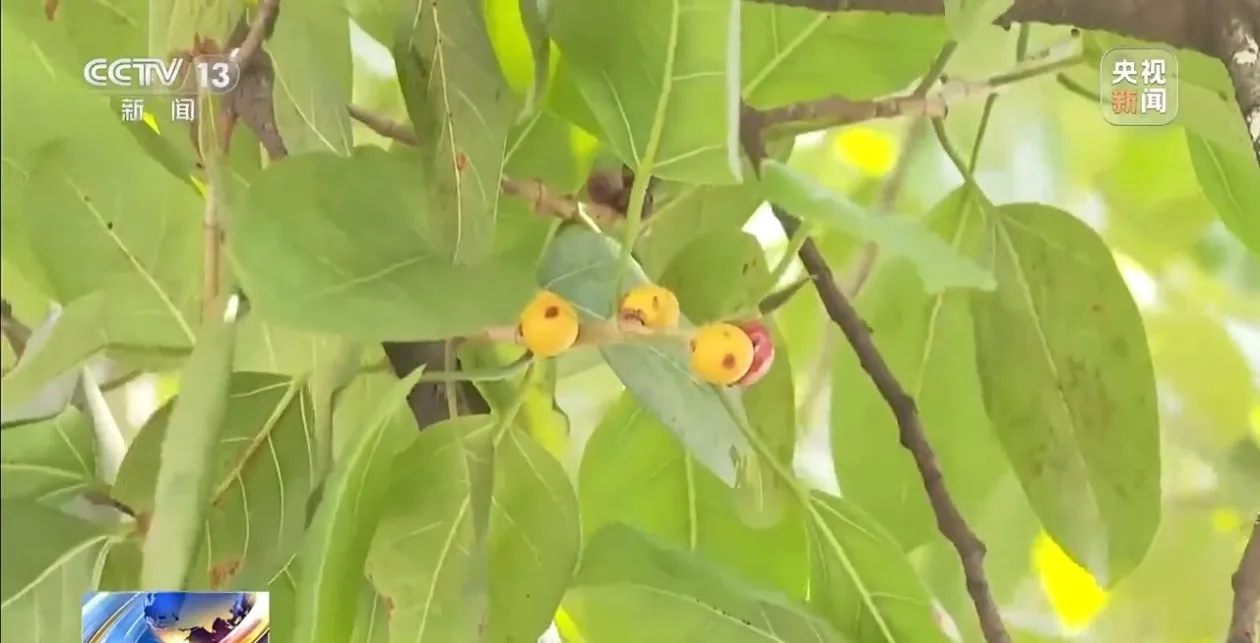 绿化带树木结的果实能吃吗？专家：看似诱人实则暗藏健康风险