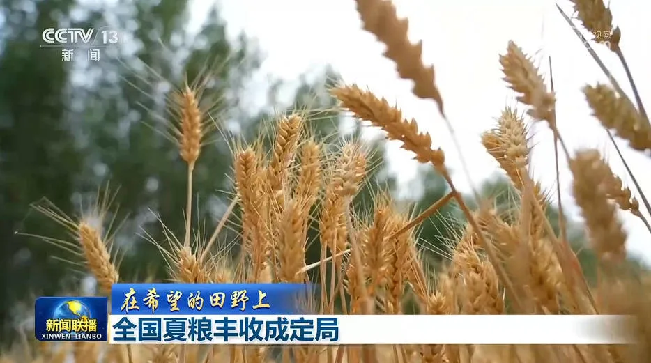【在希望的田野上】全国夏粮丰收成定局